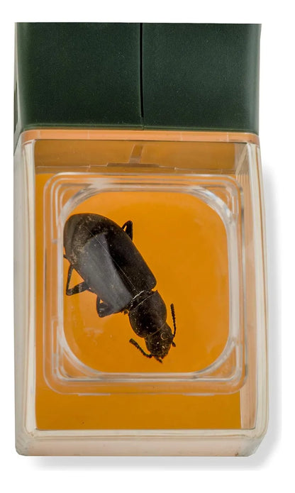 Herramienta de Captura de Insectos para Exploradores