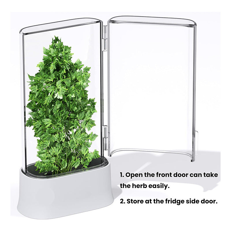 Caja de Almacenamiento de Cilantro y Verduras Frescas